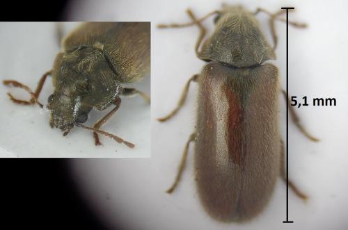 Réf. 183 390 : Hyperisus plumbeum